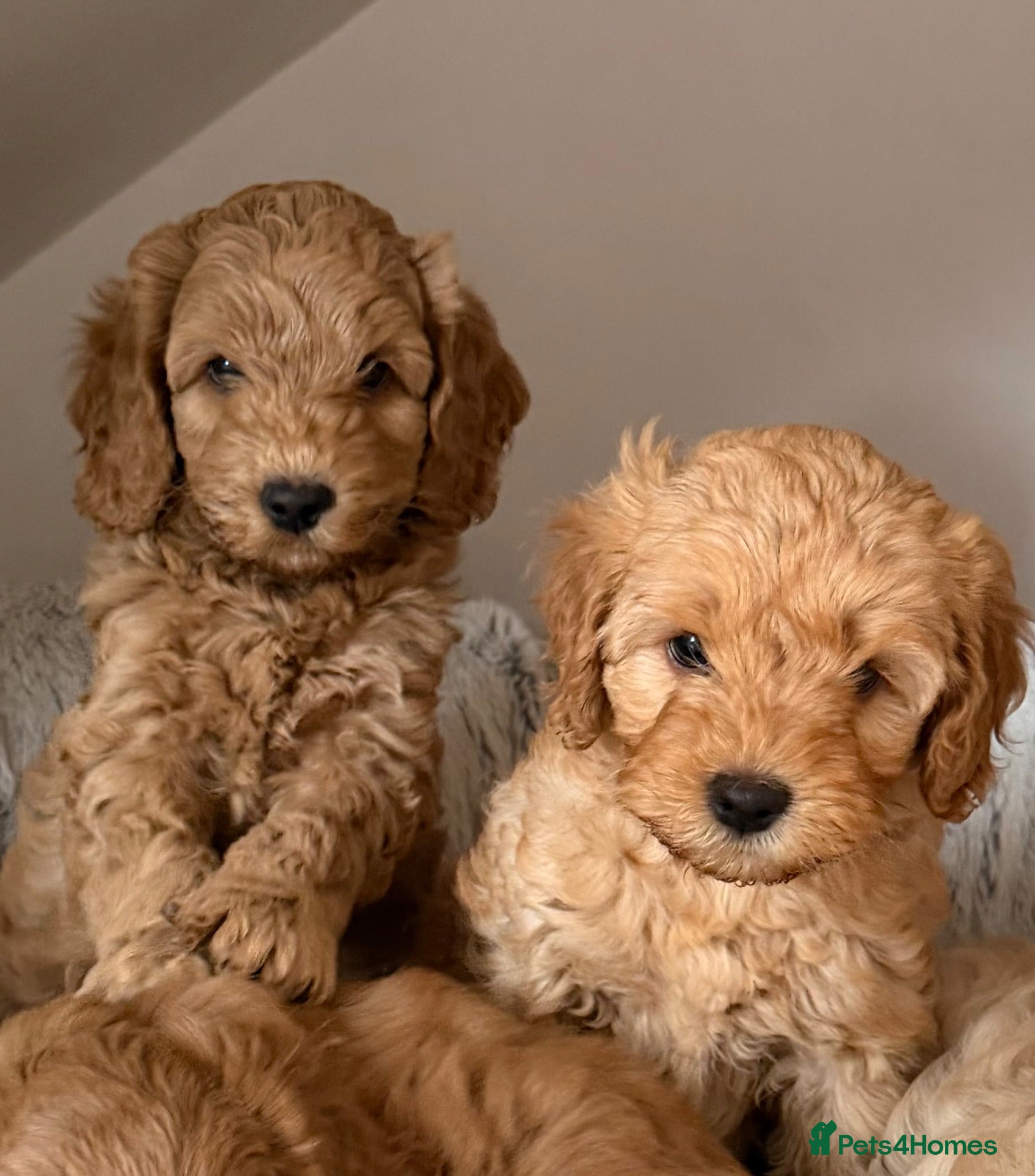 Australian Labradoodle dogs Genuine Australlian Labradoodles ( WALA reg)  - Advert 1