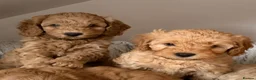 Australian Labradoodle dogs for sale: Genuine Australlian Labradoodles ( WALA reg)  - Advert 4