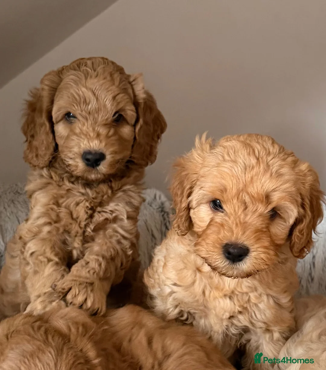 Australian Labradoodle dogs for sale: Genuine Australlian Labradoodles ( WALA reg)  - Advert 4