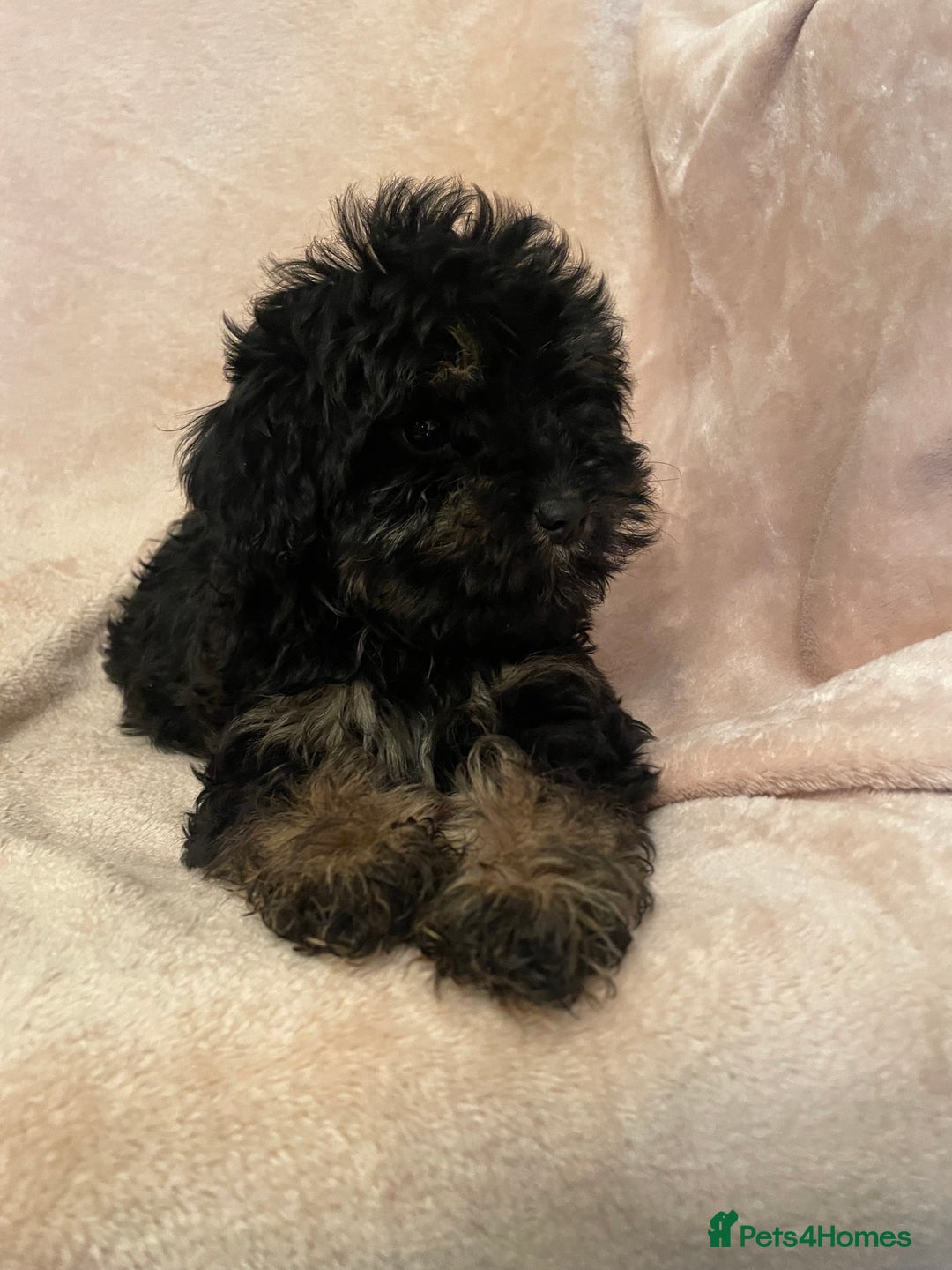 Cockapoo dogs for sale: Gorgeous f1 cockapoo puppies - Advert 9