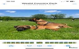 Bullmastiff dogs for sale: Beautiful Bullmastiff girl - Image 9