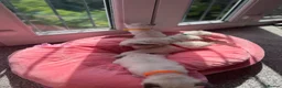 Ragdoll cats for sale: Exceptional Ragdolls  - Advert 28