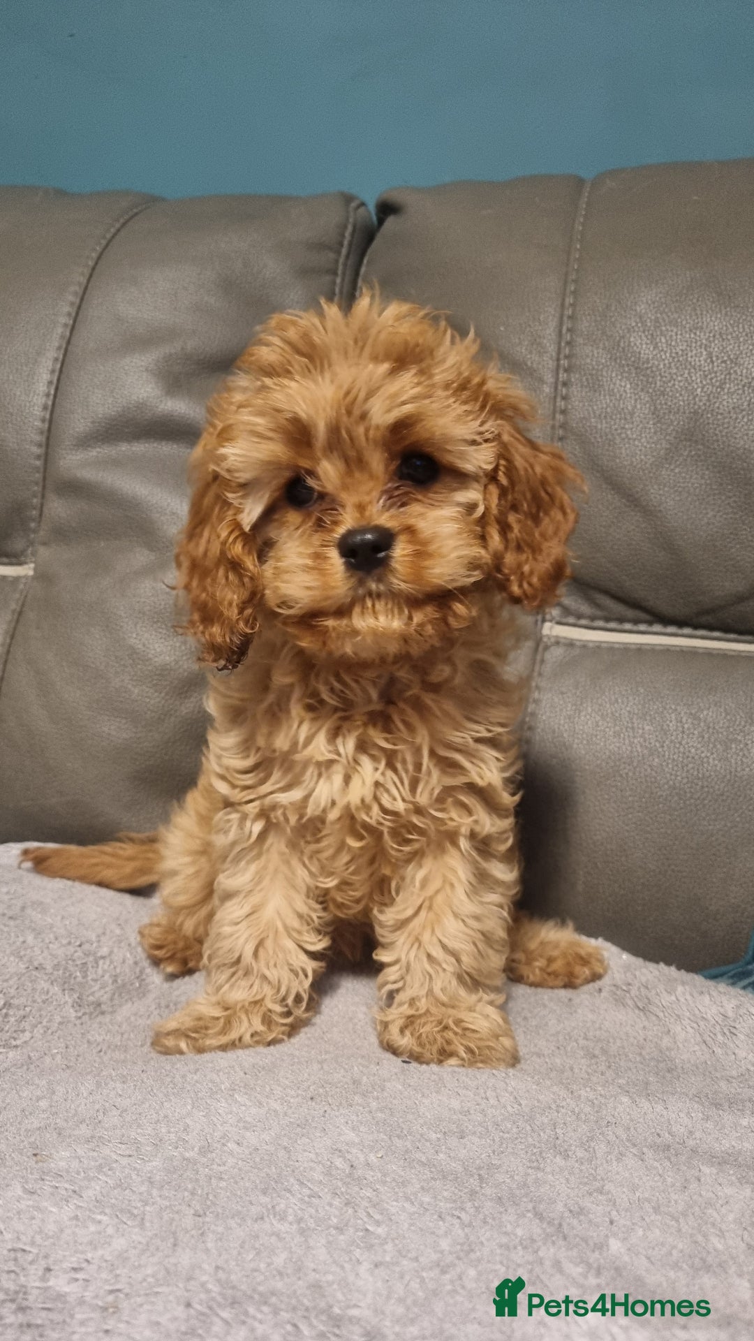 Cavapoo dogs for sale: DNA TESTED ❤️2 girl left ❤️fox red miniature  - Advert 12