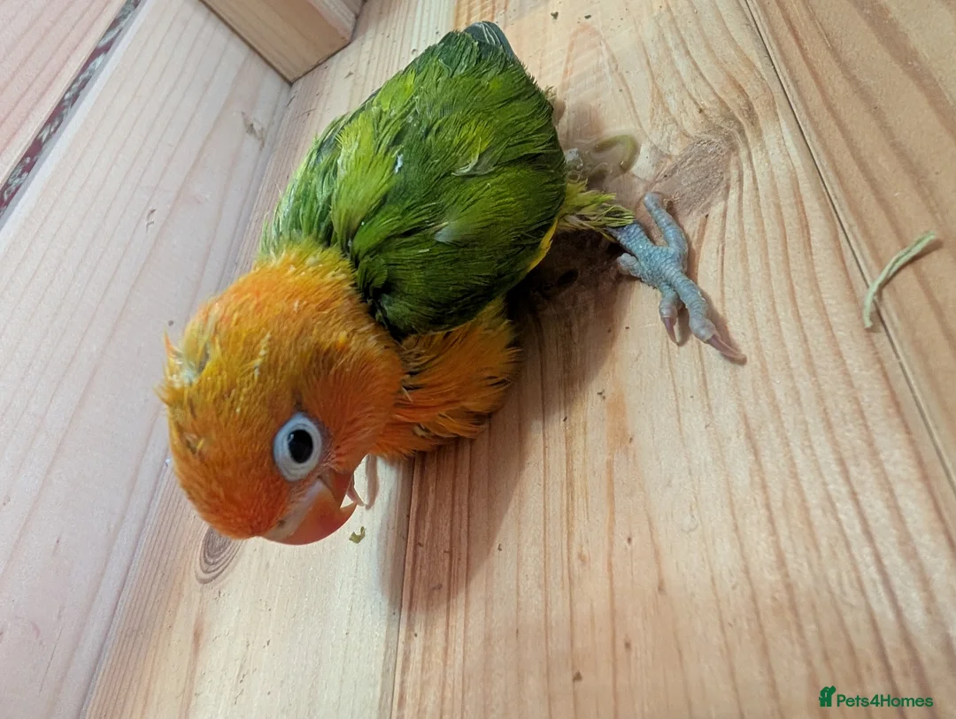 Lovebirds birds for sale: Hand Reared New Born Love Birds - Advert 36