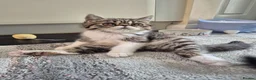 Exotic cats for sale: Exotic short hair  - Advert 18