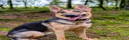German Shepherd dogs for sale: Female German Shepard “Rain” in Welshpool - Advert 1