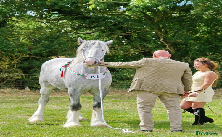 Shetland pony horses - Advert 5