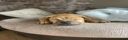 Mixed Breed dogs for sale: 4 year old shar pei cross name - Lola - Advert 6