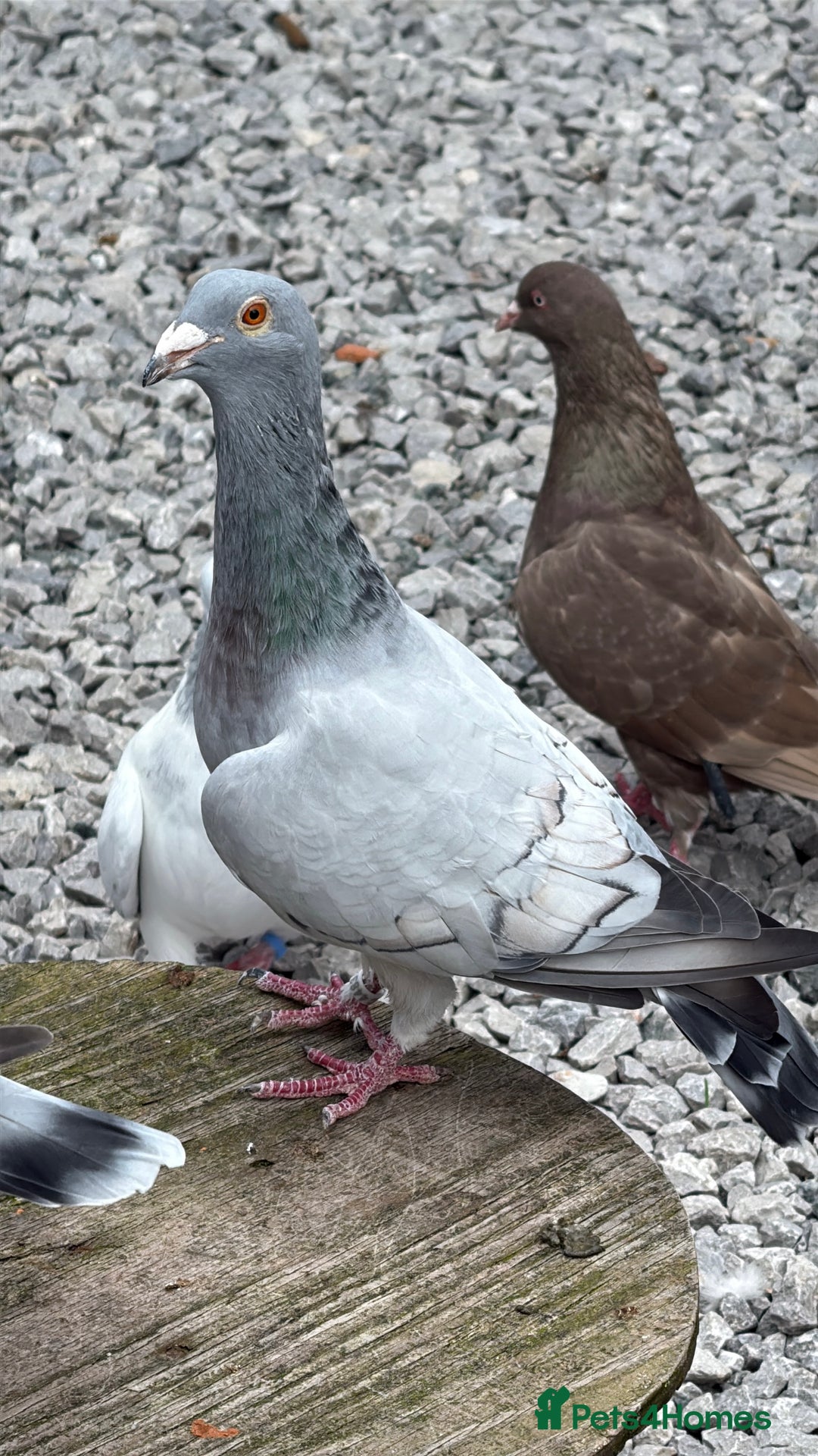 Pigeons birds for sale: Pigeons in Manchester - Image 21