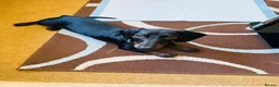 Dachshund dogs for sale: His name is Rolo, he is 18 months old in Porthmadog - Advert 2