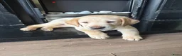 Labrador Retriever dogs for sale: KC Registered litter 1 chunky boy left - Advert 5