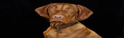 Hungarian Vizsla dogs for sale: 2 Hungarian vizlas available  - Advert 6