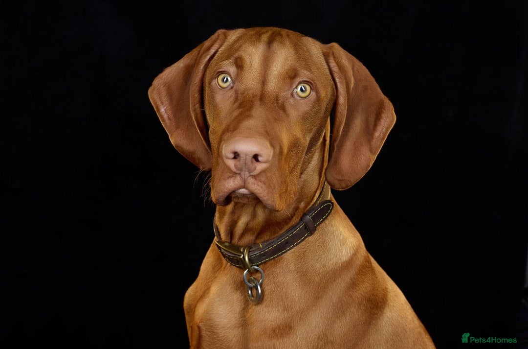 Hungarian Vizsla dogs for sale: 2 Hungarian vizlas available  - Advert 6