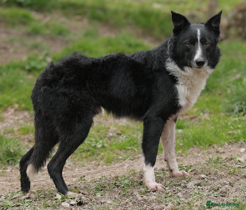 Border Collie dogs Fabulous male border collie - Advert 2