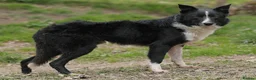 Border Collie dogs for sale: Fabulous male border collie - Advert 2