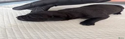 Cane Corso dogs for sale: Beautiful litter of cane corso  in Sheerness - Advert 23