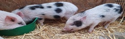 Pig livestock for sale: Micro / Mini / Little Pig Piglets - Advert 3