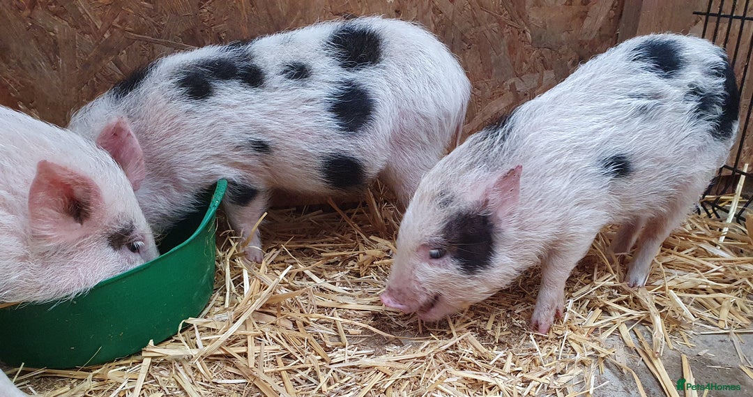 Pig livestock for sale: Micro / Mini / Little Pig Piglets - Advert 3