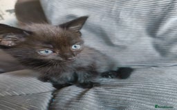 Mixed Breed cats for sale: I have 4 kittens  - Image 6