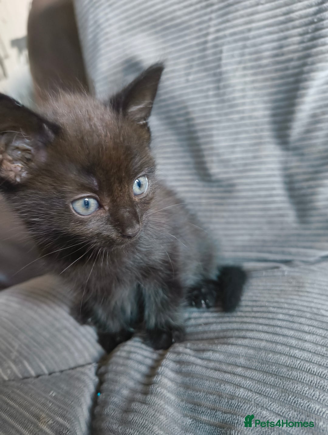 Mixed Breed cats for sale: I have 4 kittens  - Image 6
