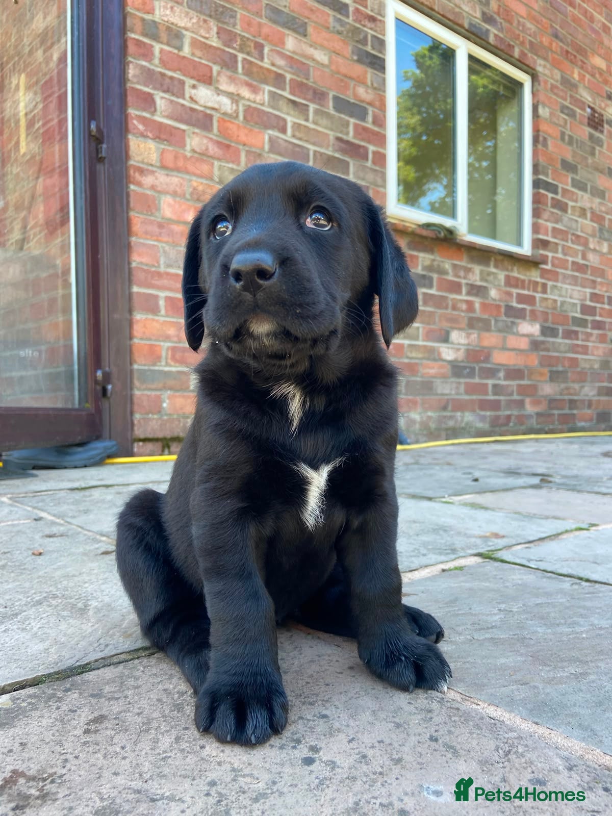 Labrador Retriever dogs Chunky quality labrador pups - Advert 2