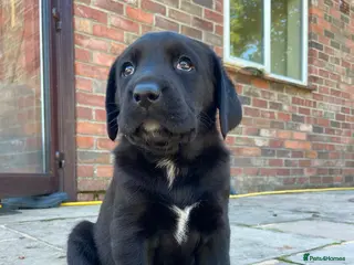 Labrador Retriever dogs Chunky quality labrador pups - Advert 2