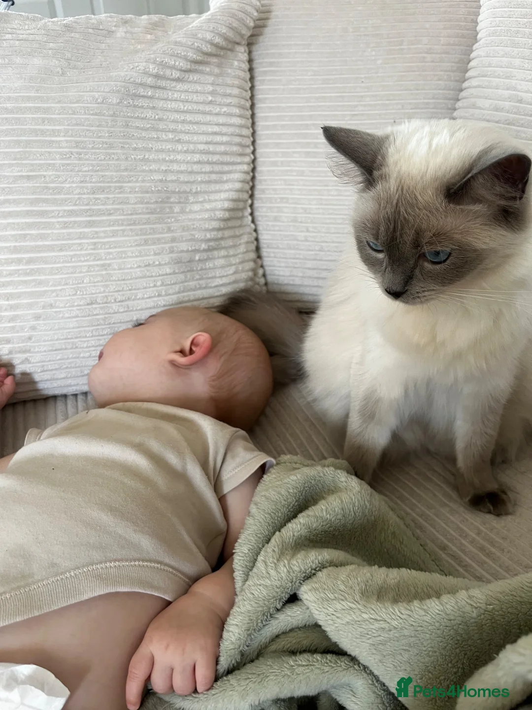 Ragdoll cats for sale: Ragdoll female for rehoming  - Advert 5