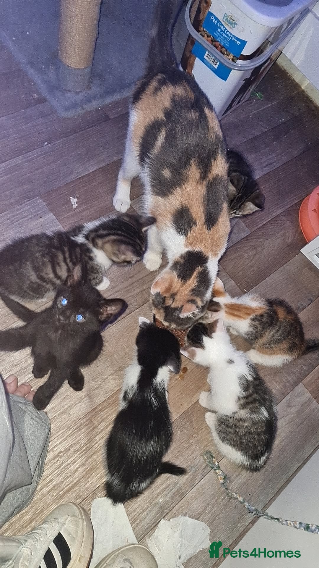 Mixed Breed cats for sale: 10 beautiful kittens - Image 3