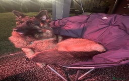 German Shepherd dogs for sale: Long haired female German shepherd  - Image 2