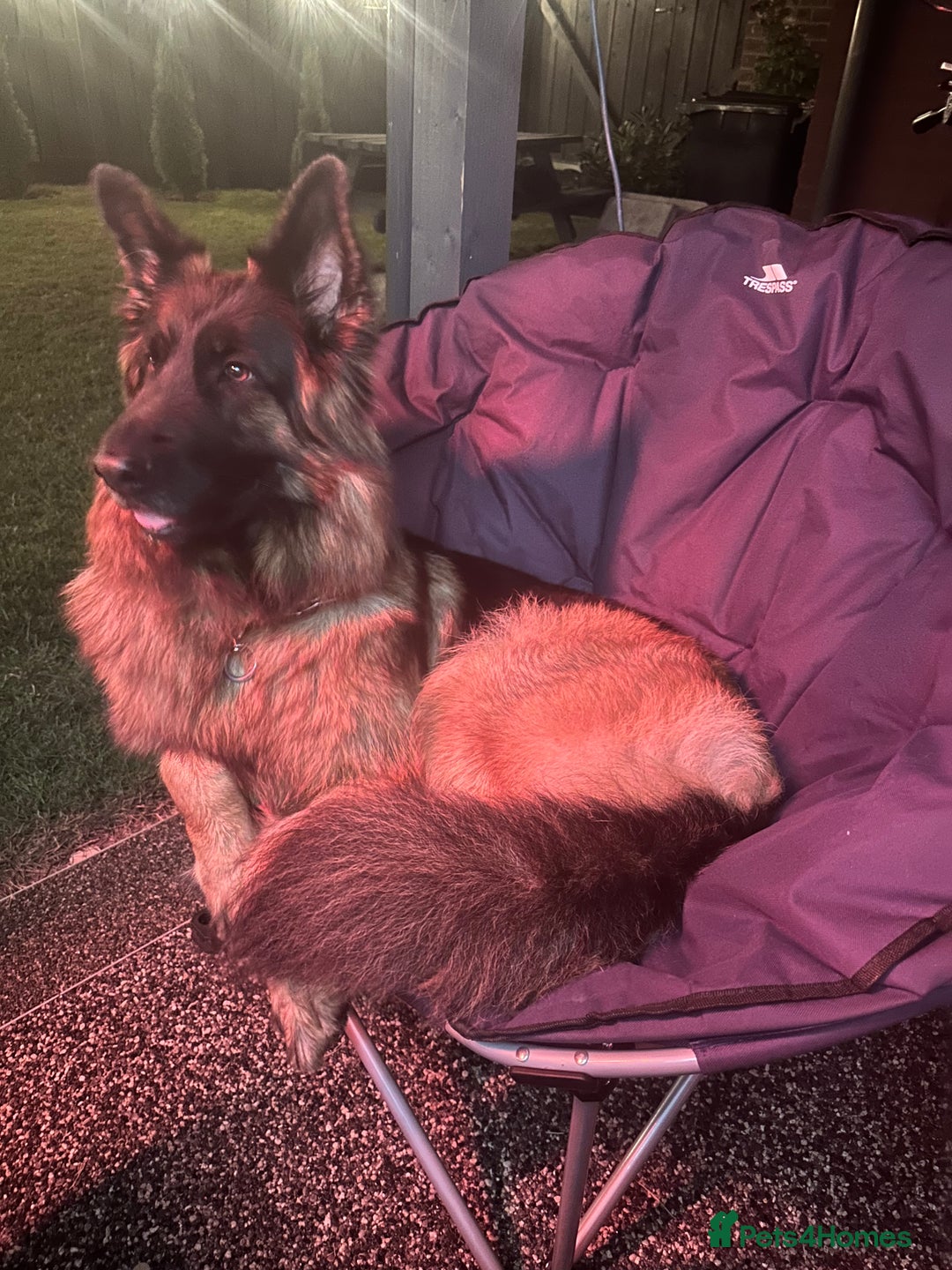 German Shepherd dogs for sale: Long haired female German shepherd  - Image 2