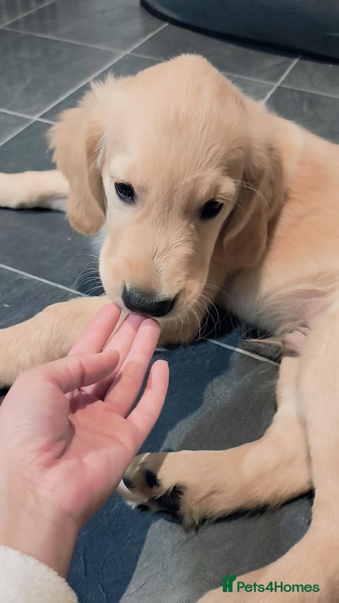 Golden Retriever dogs ✨🐾 Beautiful Golden Retriever Puppies🐾✨ - Advert 2