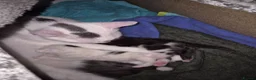 Mixed Breed cats for sale: Black and white kittens. - Advert 6
