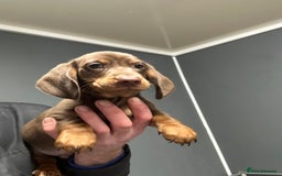 Miniature Dachshund dogs for sale: Miniature dachshunds ready for loving homes  - Advert 3