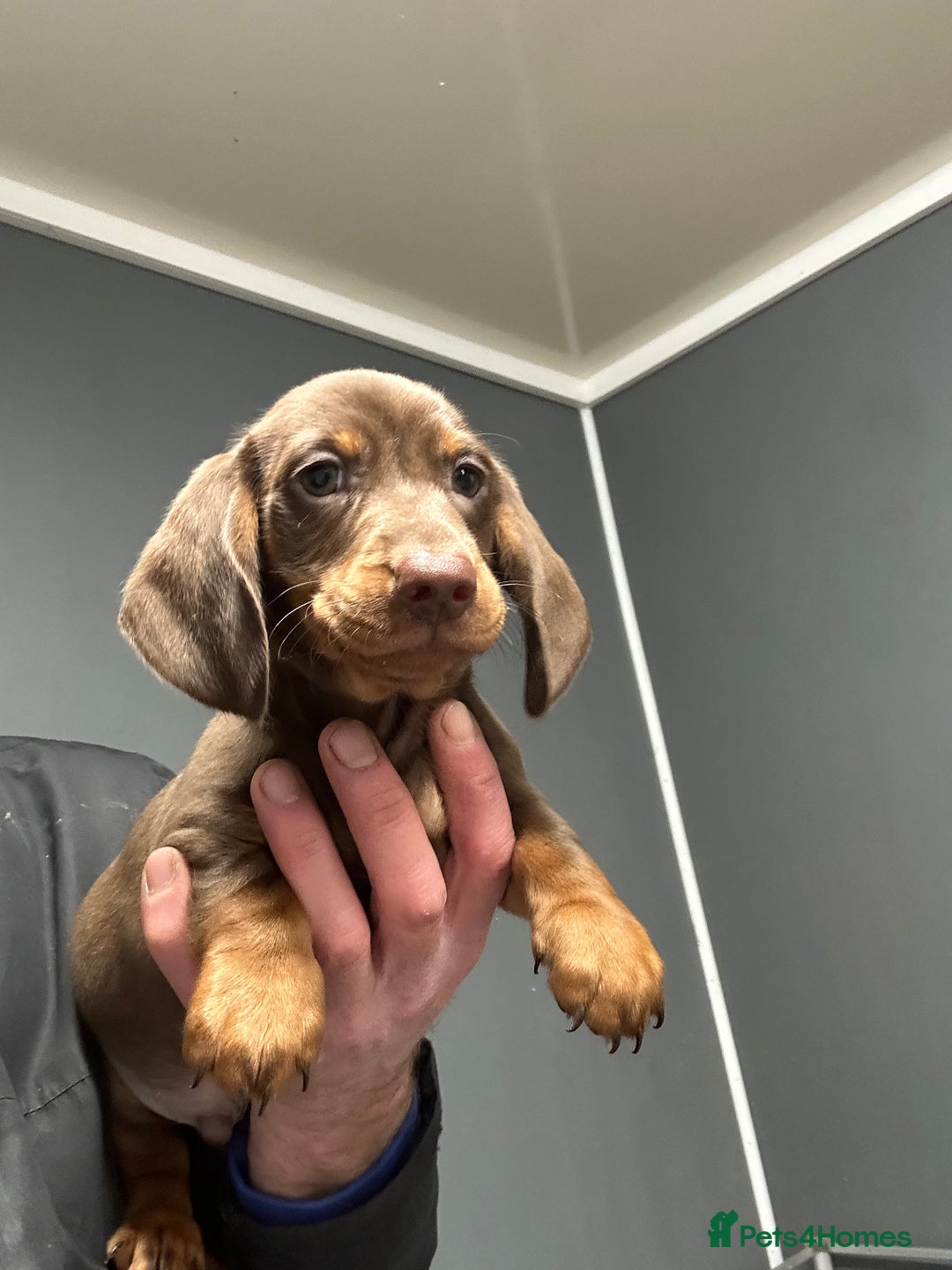 Miniature Dachshund dogs for sale: Miniature dachshunds ready for loving homes  - Advert 3