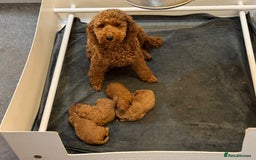 Miniature Poodle dogs for sale: Red Miniature Poodle puppies - Image 5