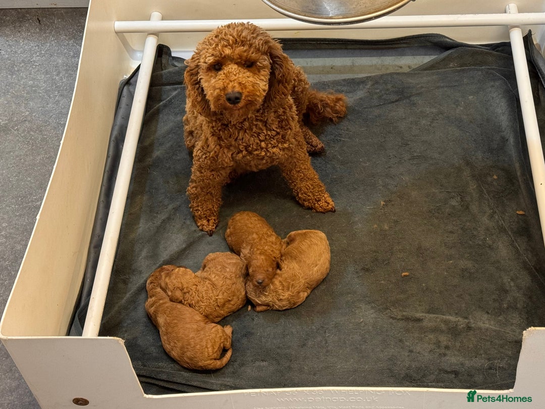 Miniature Poodle dogs for sale: Red Miniature Poodle puppies - Image 5