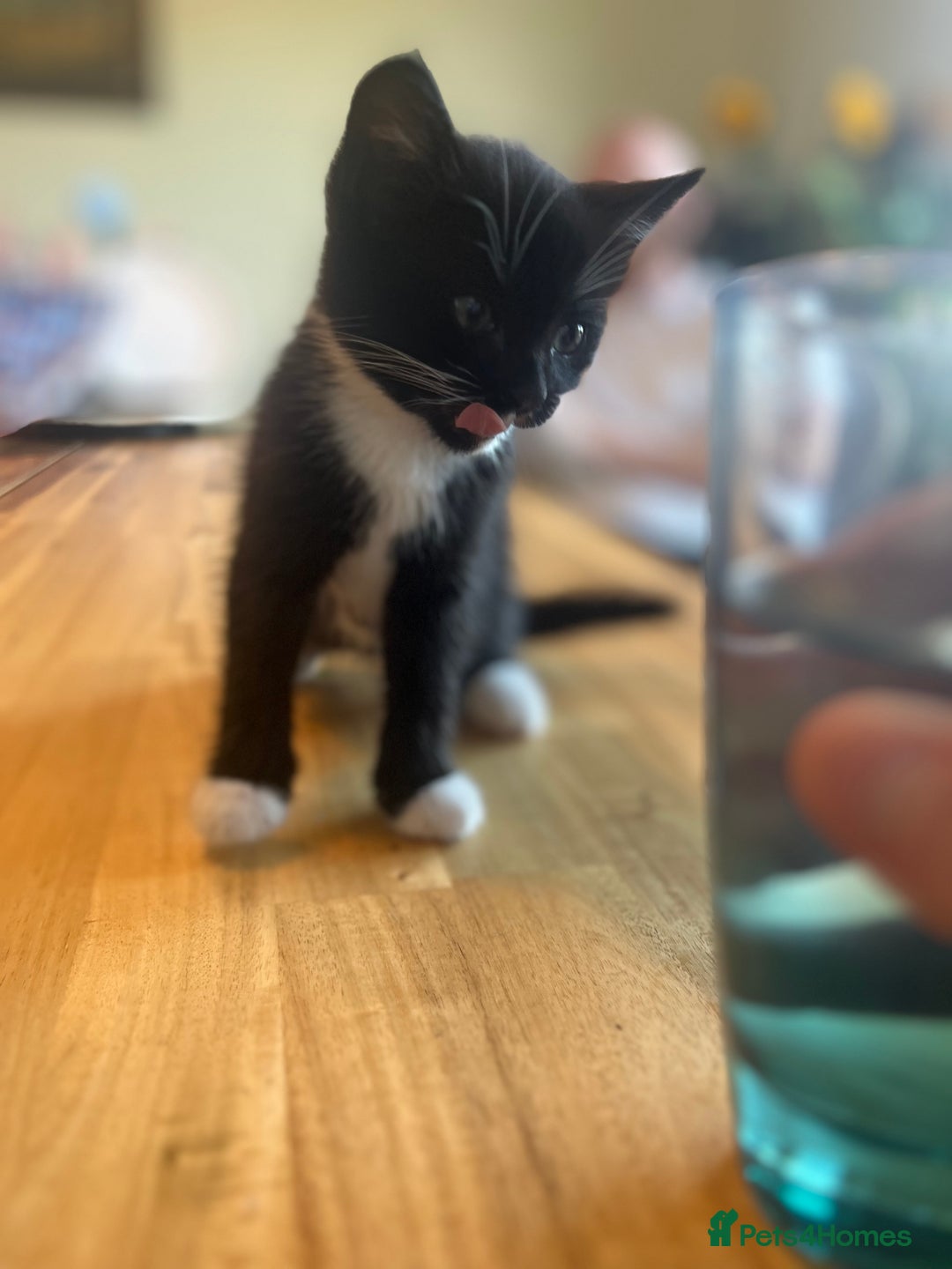 Bengal cats for sale: Bengal British Shorthair Kittens in Bingley - Image 27