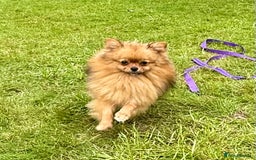 Pomeranian dogs for adoption: Dior - Dior’s Story – A Little Life Saved - Image 5