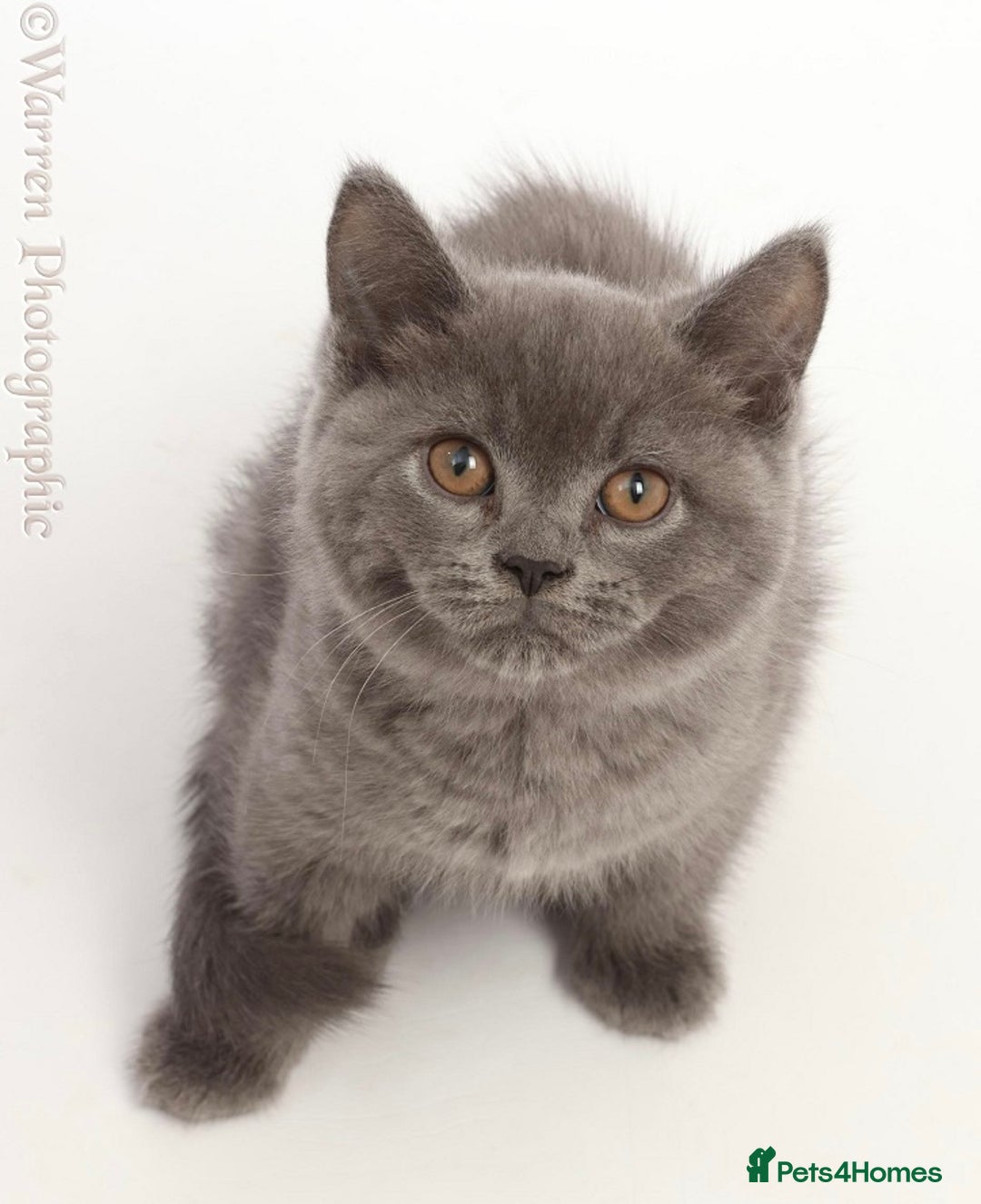 British Shorthair cats for sale: Adorable British Babies  - Advert 7