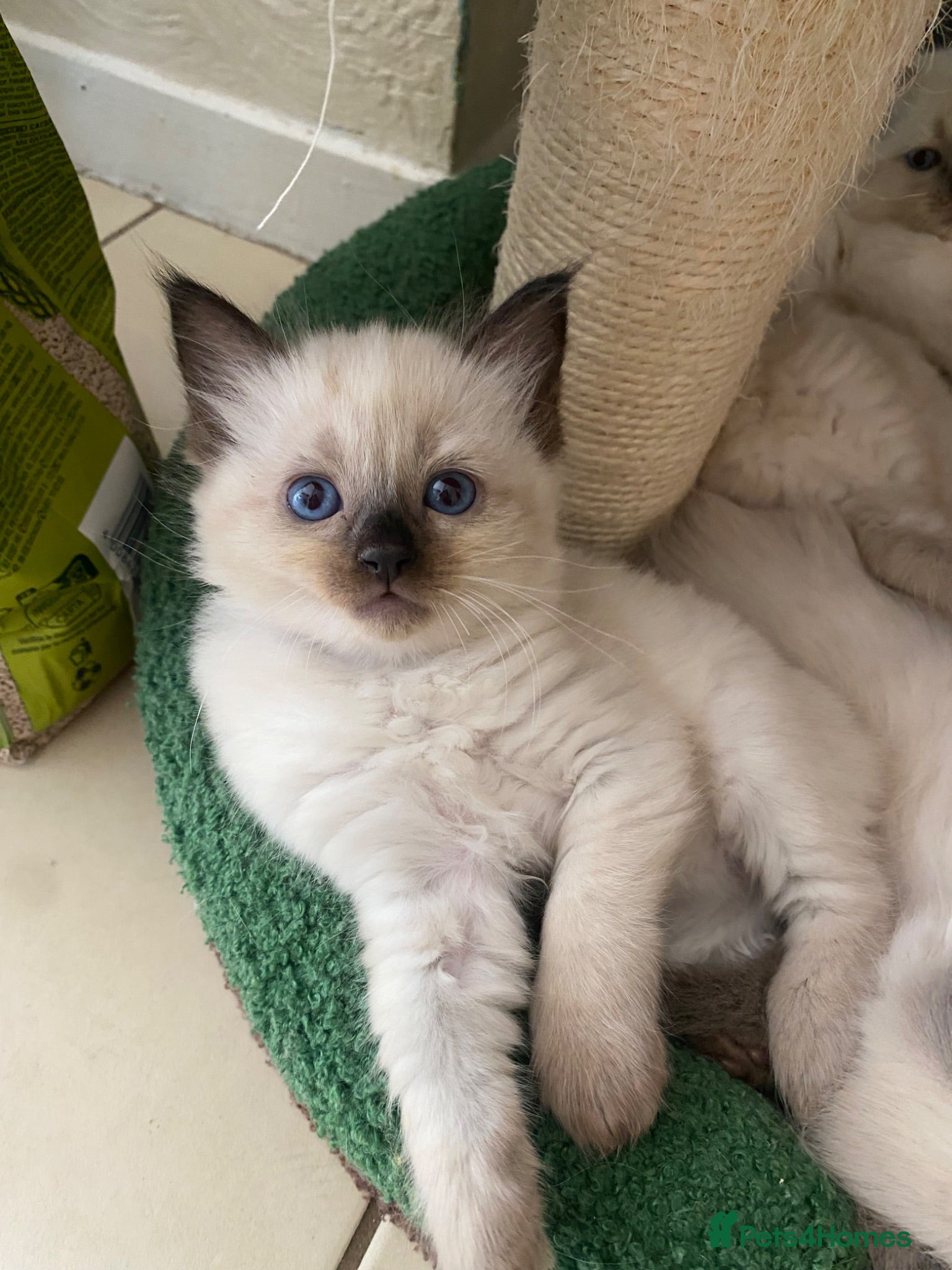 Ragdoll cats Ragdoll Kittens  - Advert 16