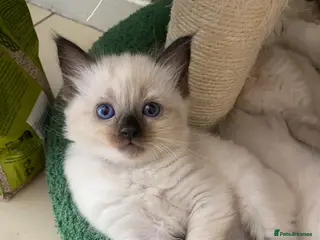 Ragdoll cats Ragdoll Kittens - Advert 16