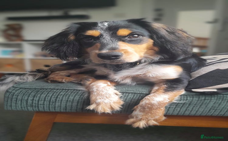 Mixed Breed dogs - Advert 5