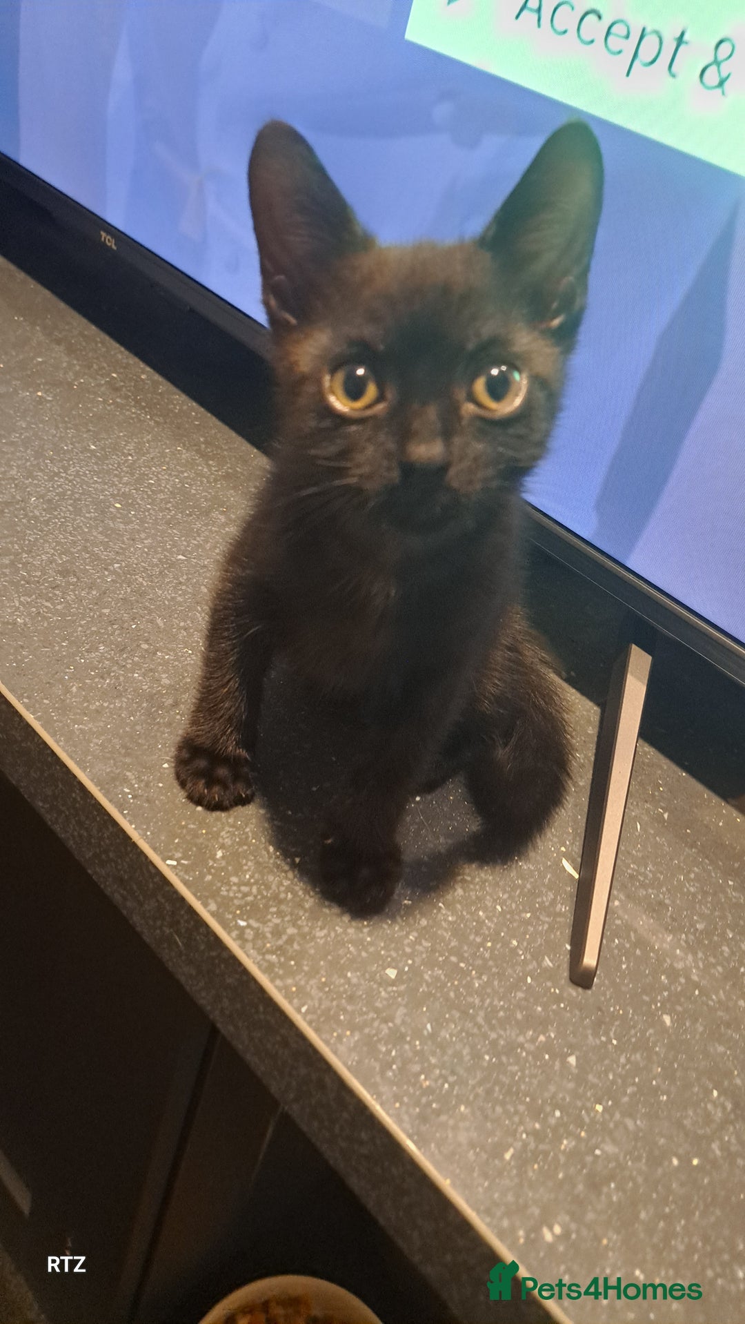 British Shorthair cats for sale: Kittens needing a loving home  - Image 13