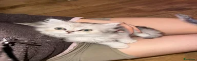 British longhair Kitten 4 - Nimbus