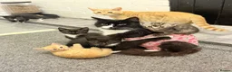 Domestic Shorthair cats for sale: 7 kittens available for homes today  in Wigan - Advert 3