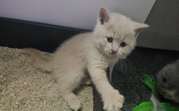 British Shorthair cats for sale: Pretty British shorthair  - Image 7