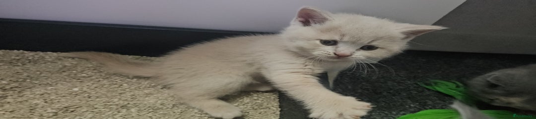 British Shorthair Kitten 5 ( red)