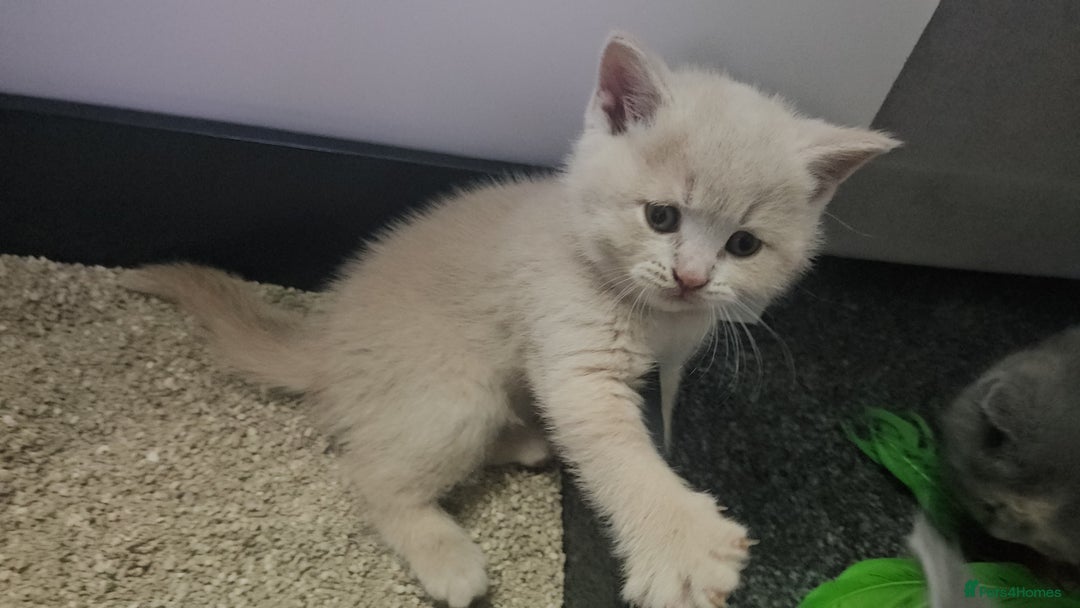 British Shorthair cats for sale: Pretty British shorthair  - Image 7