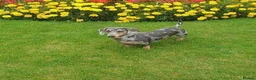 Miniature Dachshund dogs for sale: Wanted loving 5star homes only in Leigh - Advert 3
