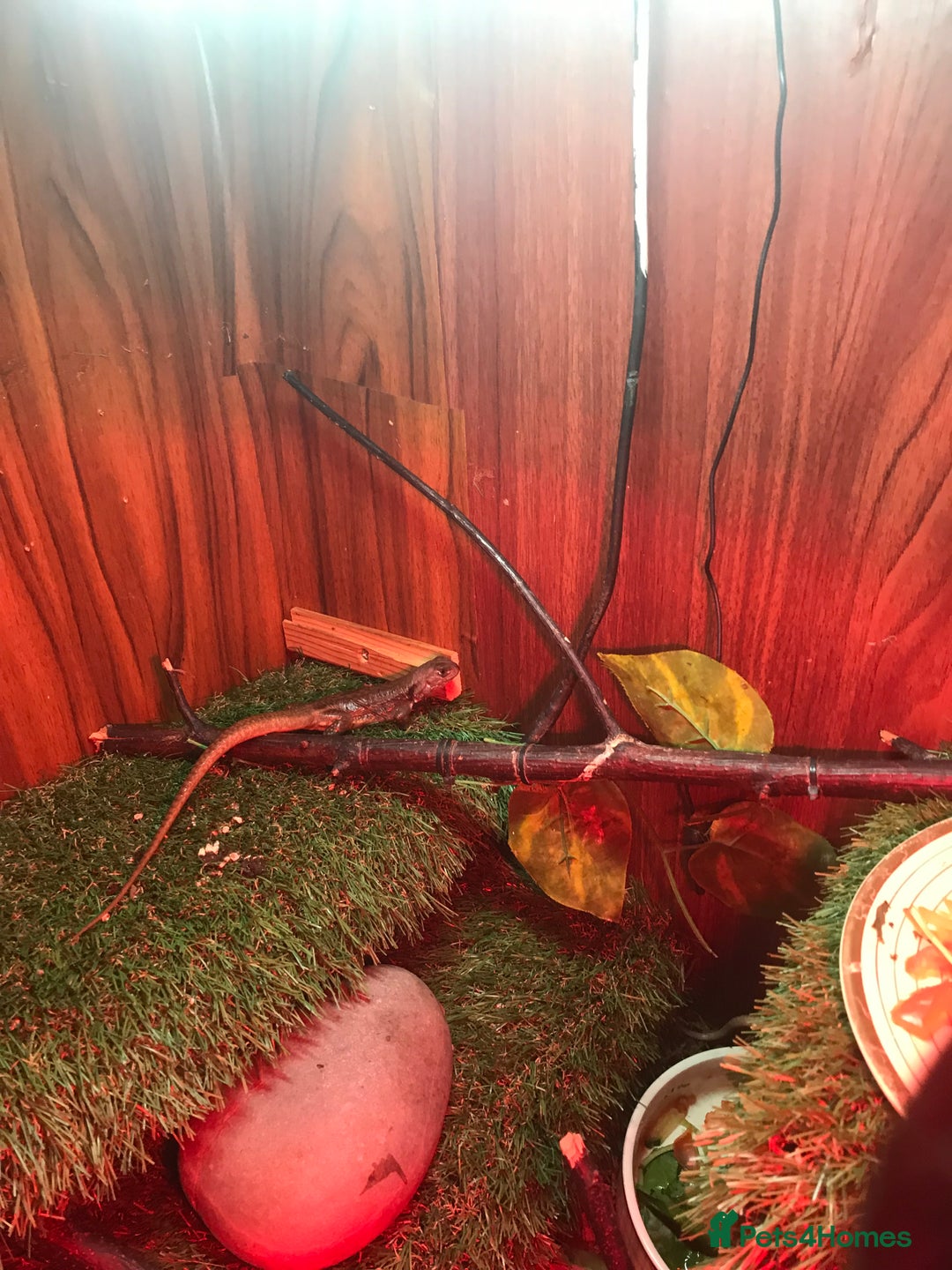 Lizard reptiles for sale: Butterfly Agama - Image 3